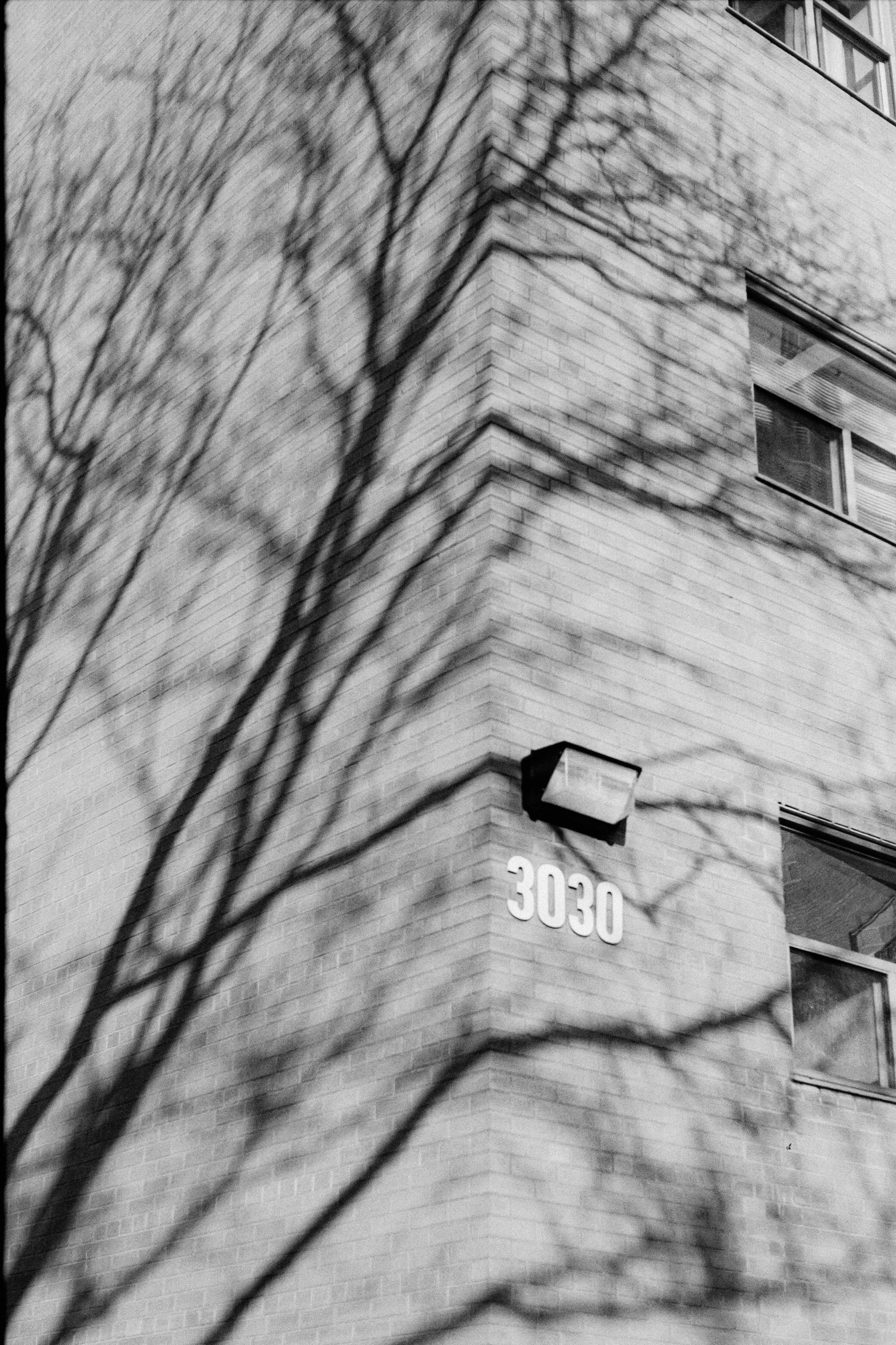 Black And White 35mm Tree Shadow On Brick Building HD mobile wallpaper