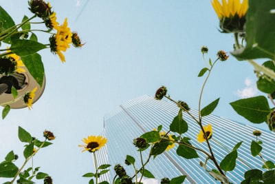 Yellow Flowers Framing Skyscraper Against Blue Sky