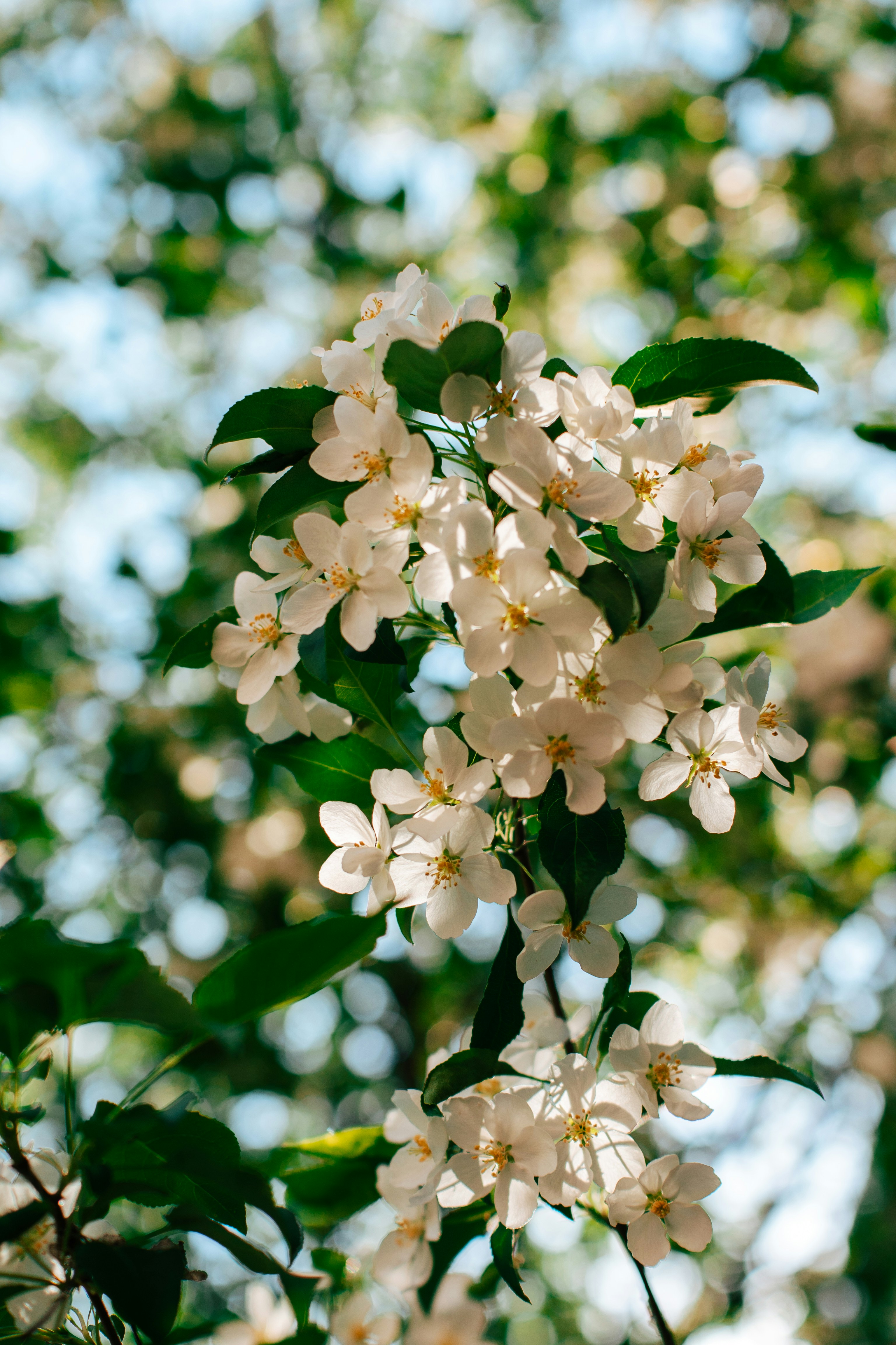 Sunlit White Apple Blossoms Against A Blurred Green Background. HD mobile wallpaper