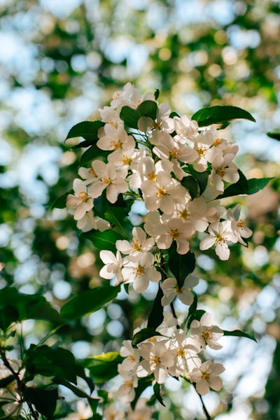 Sunlit White Apple Blossoms Against A Blurred Green Background. wallpaper preview