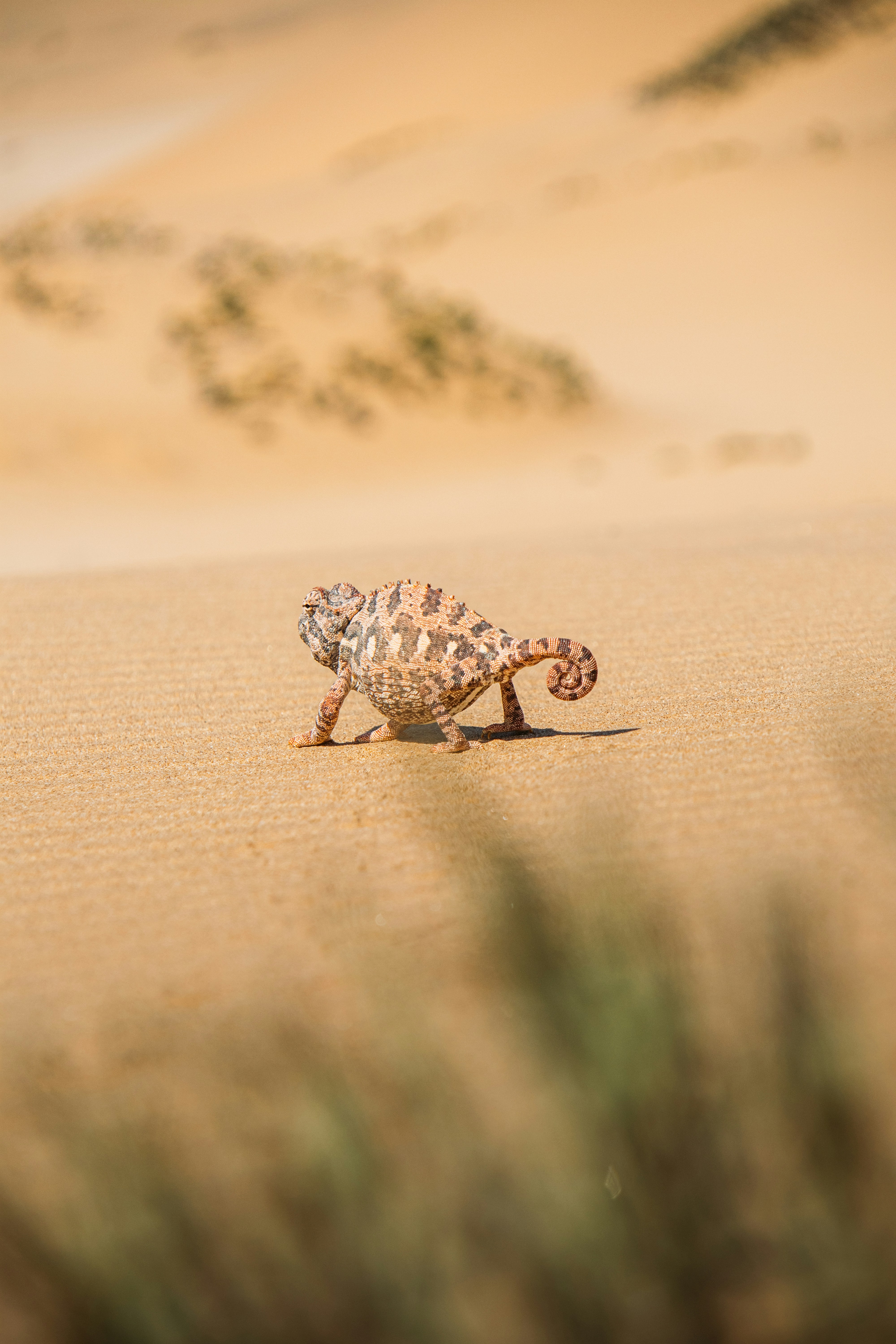 A Chameleon Walks Across Sandy Desert Dunes. HD mobile wallpaper