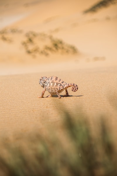 A Chameleon Walks Across Sandy Desert Dunes.