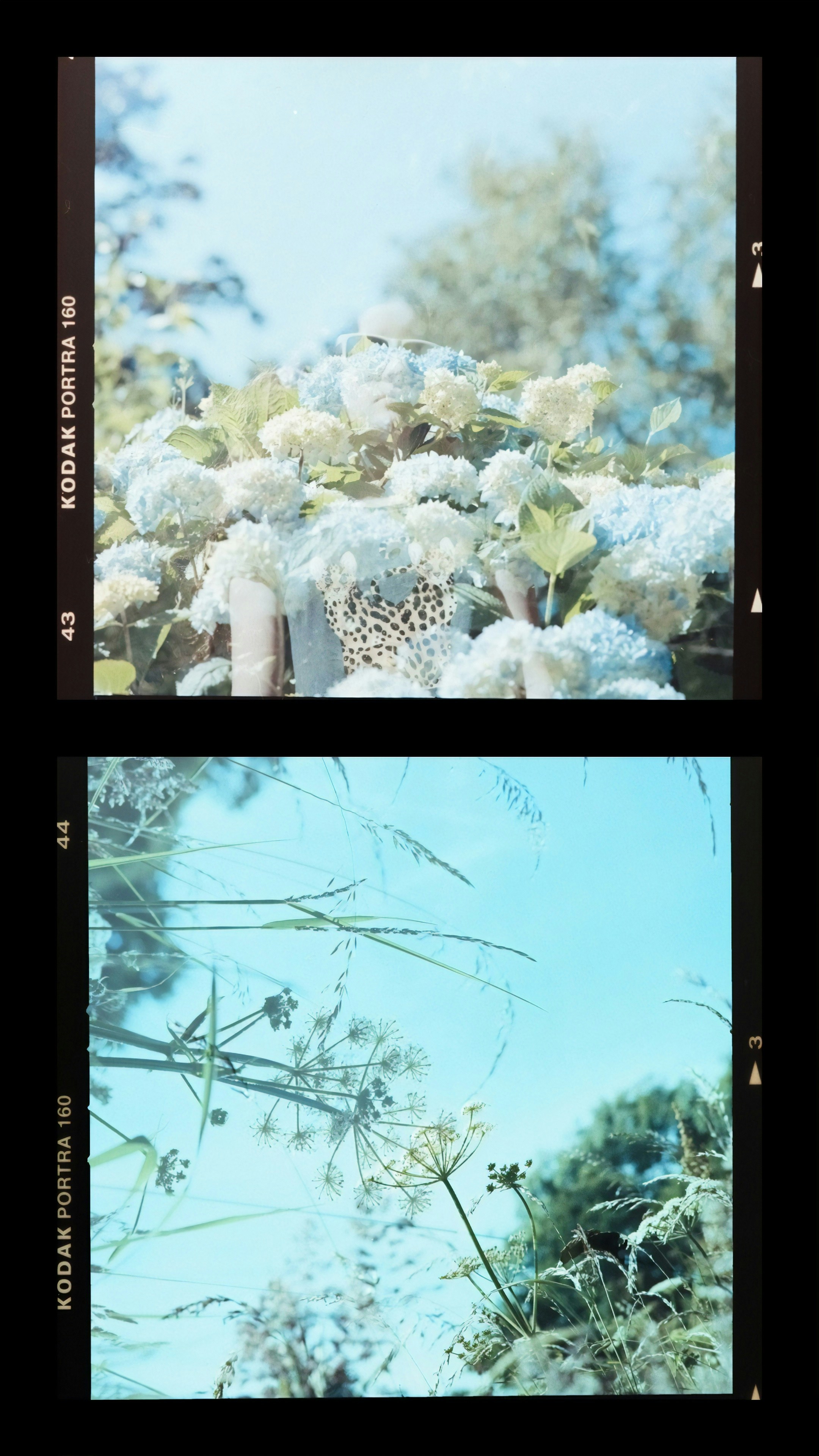 碧綠草原上的白色花朵手机壁纸高清图片