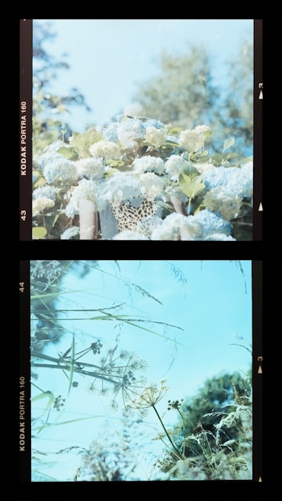 White Flowers In Green Grass wallpaper preview
