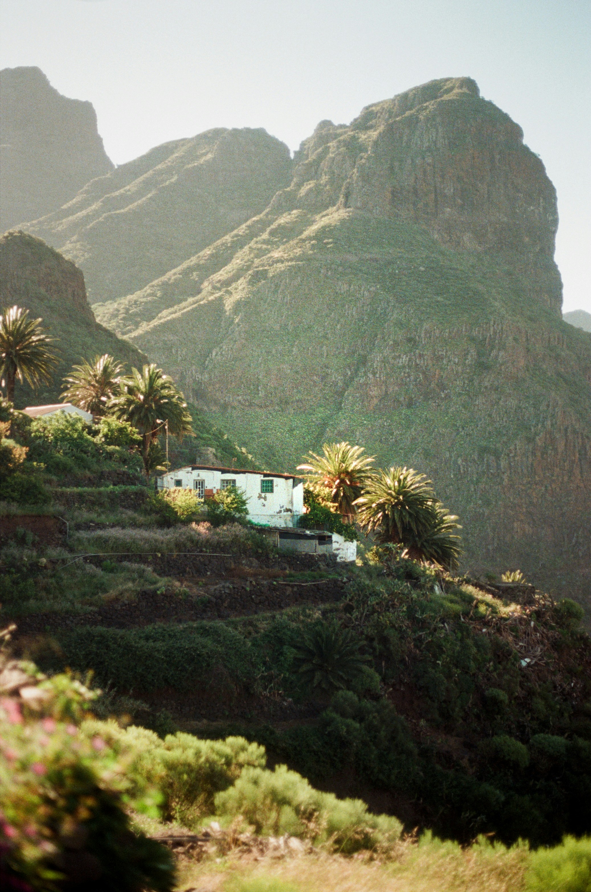White House On A Green Mountain Slope With Palm Trees. HD mobile wallpaper