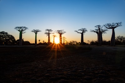 Silhouetted Baobab Trees At Sunset With A Bright Sunburst.