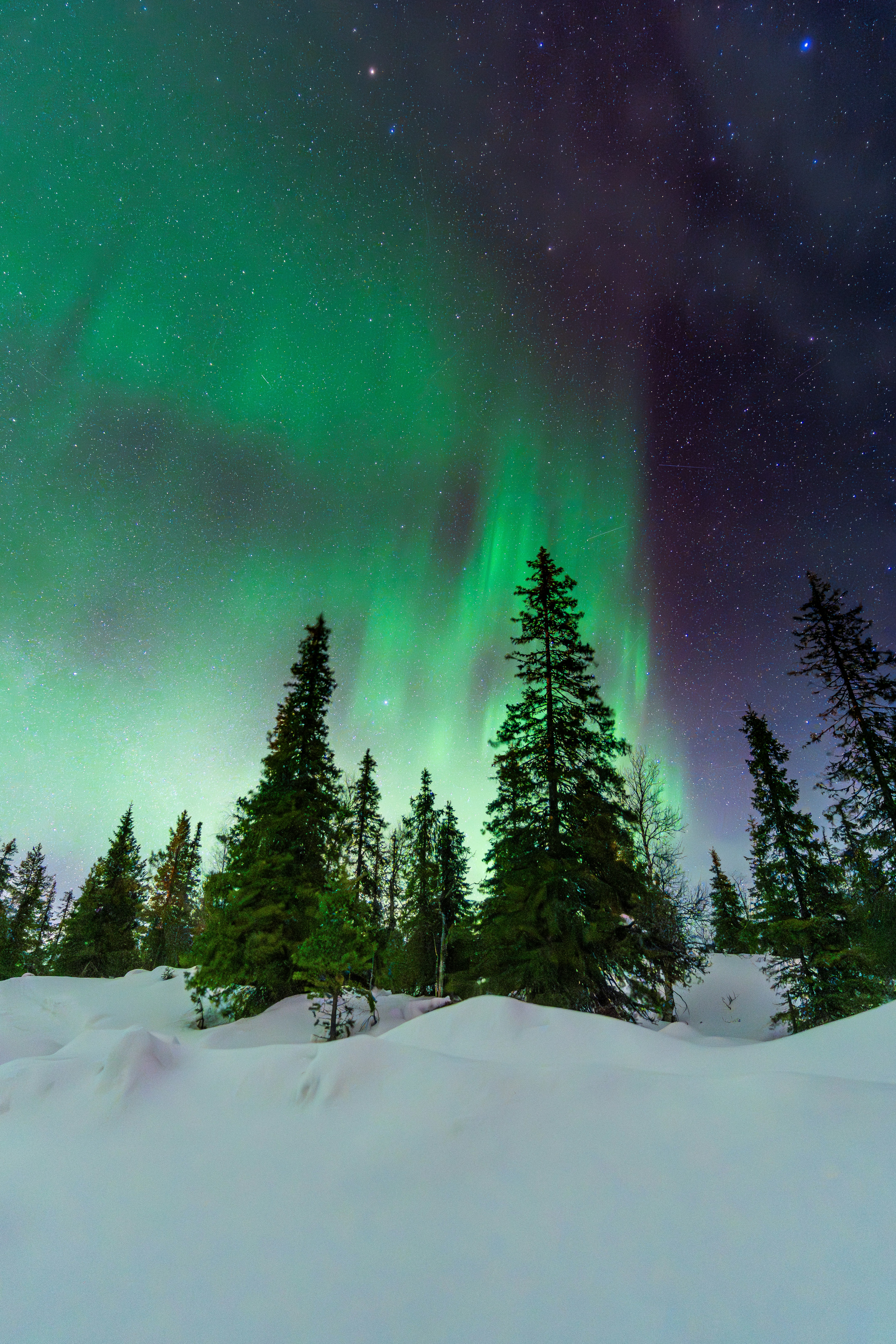 Green Northern Lights Illuminate A Snowy Forest At Night. HD mobile wallpaper