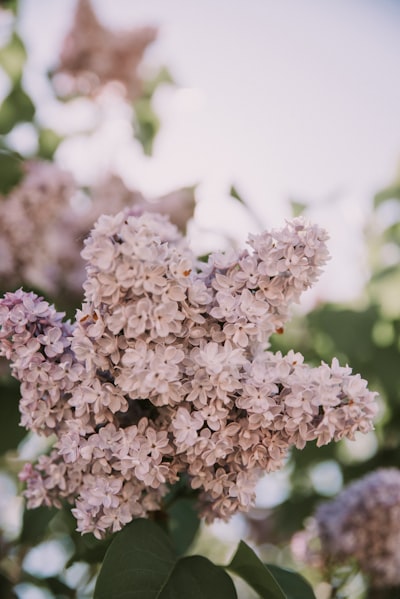 A Beautiful Cluster Of Light Purple Lilac Flowers In Bloom. wallpaper preview