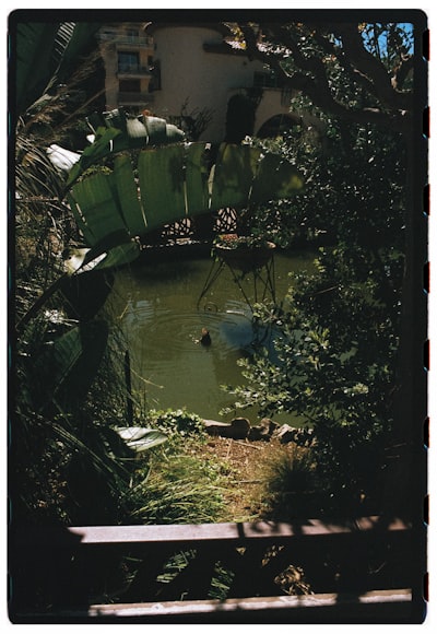 A Small Pond Surrounded By Lush Green Foliage And Trees. wallpaper preview