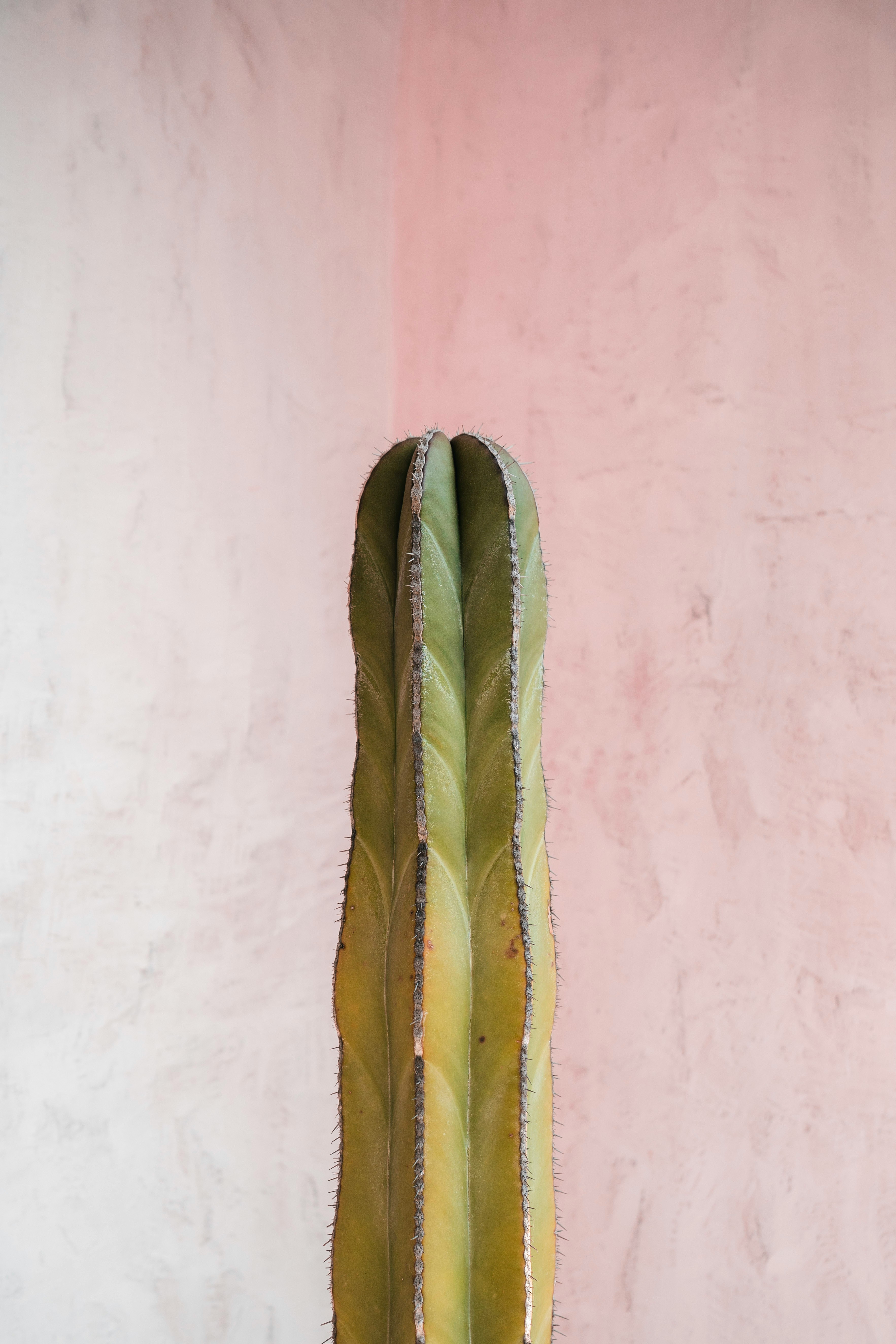 A Tall Green Cactus Against A Pink Textured Wall. HD mobile wallpaper