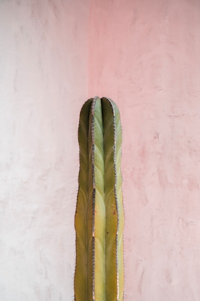 A Tall Green Cactus Against A Pink Textured Wall. wallpaper preview