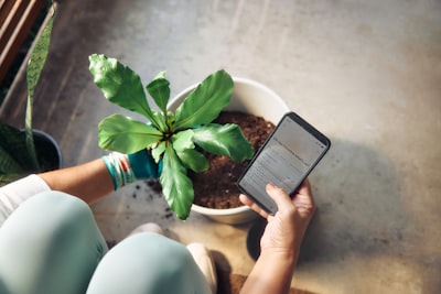 人种植室内植物并查看手机壁纸预览