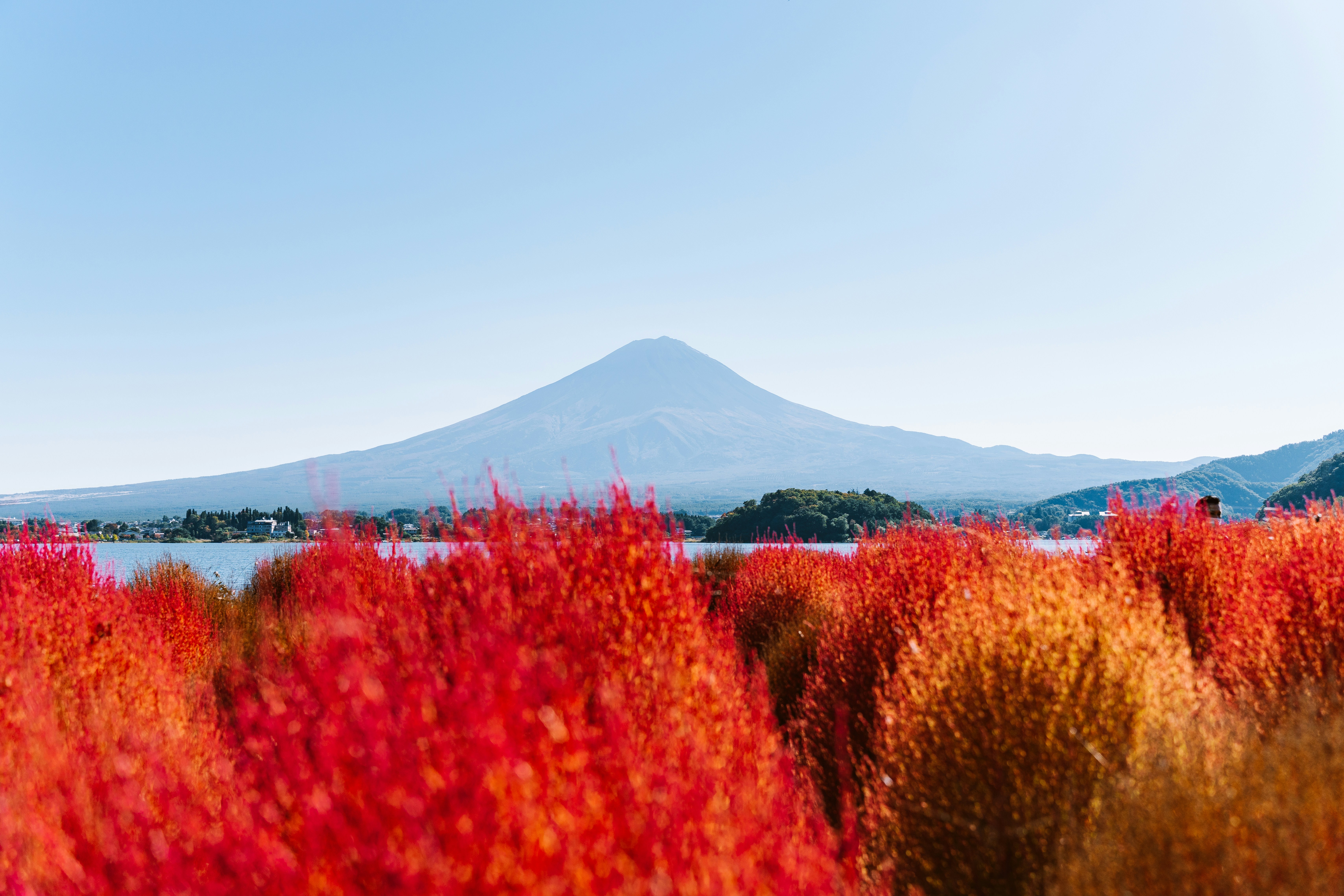 Mount Fuji Seen Over Red Kochia Bushes HD mobile wallpaper