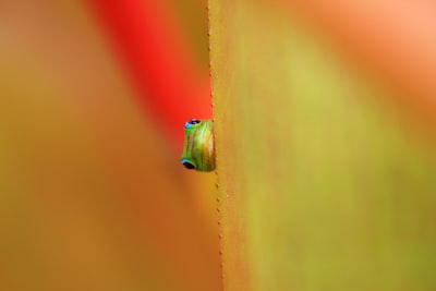 Gecko, Green, Colorful, wallpaper preview