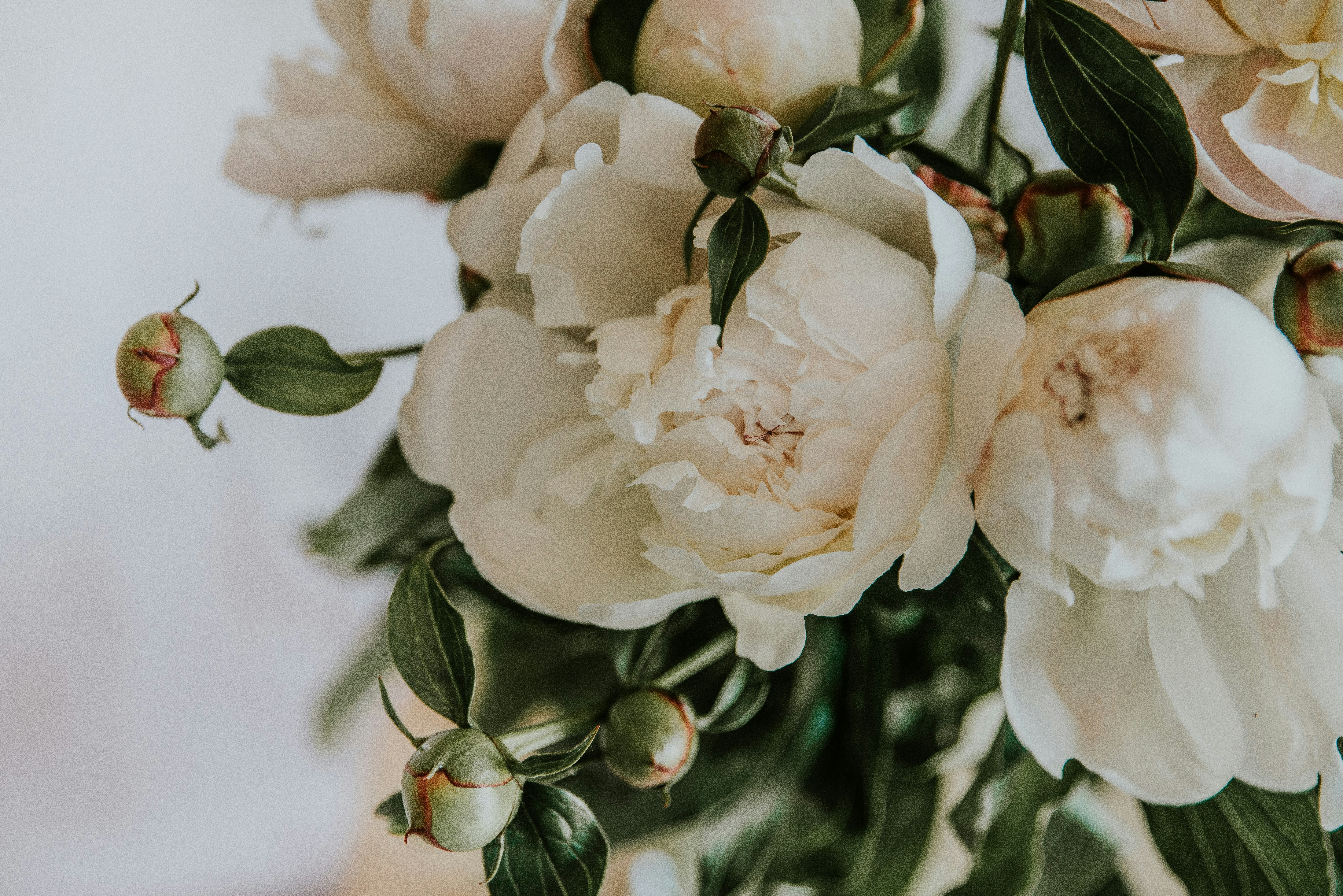 White Peonies And Buds With Green Leaves. HD mobile wallpaper
