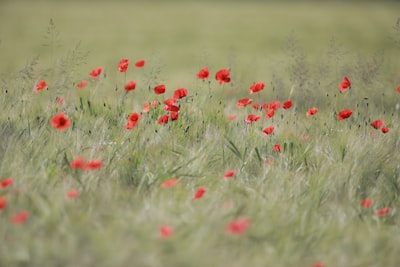 Poppy, Field wallpaper preview