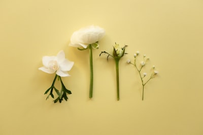 4 White Flowers On A Yellow Background