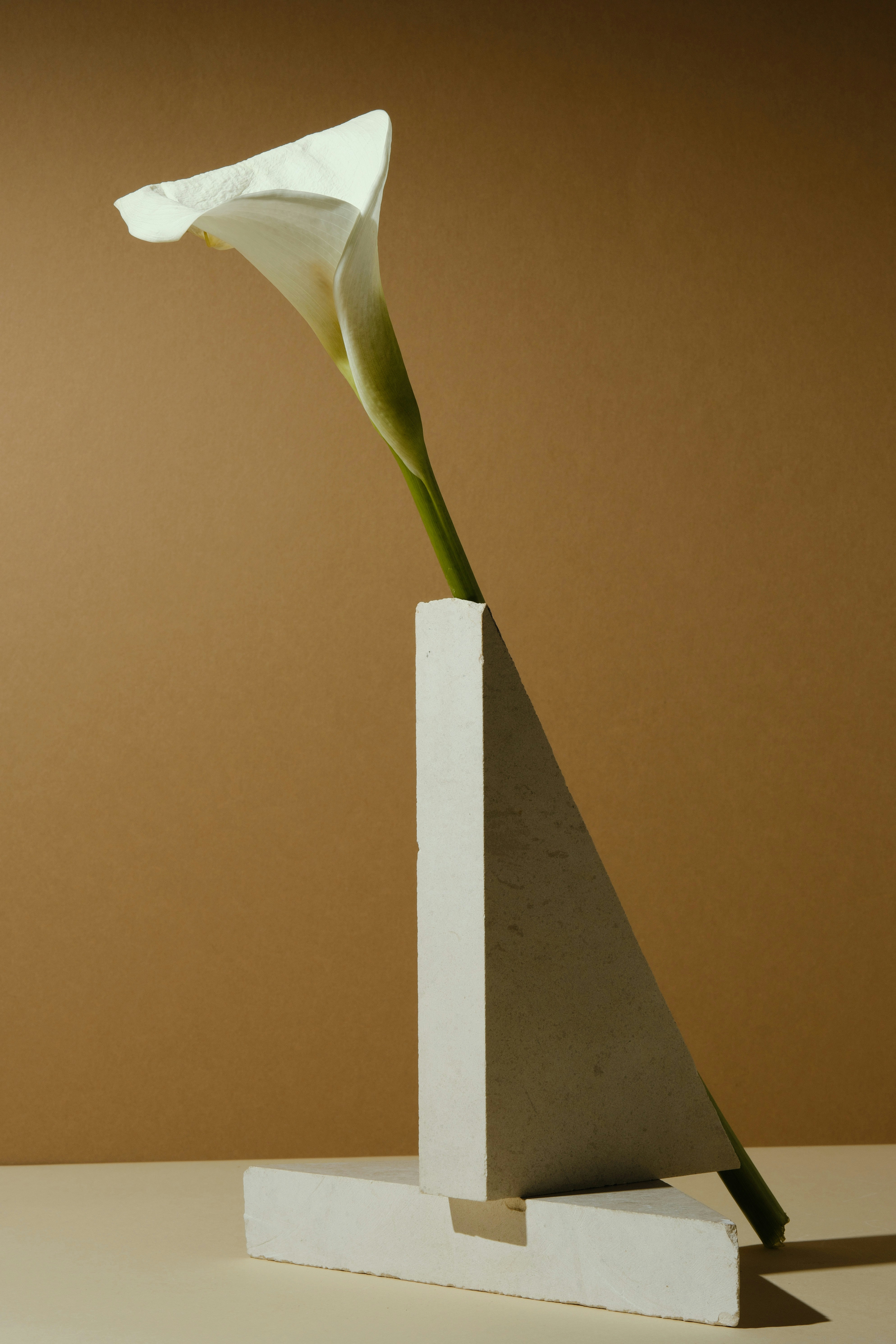 A Single White Calla Lily In A Geometric Vase. HD mobile wallpaper