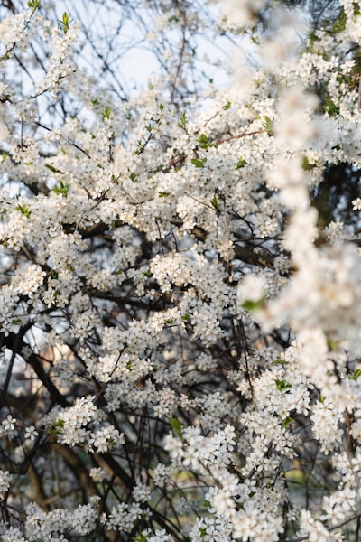 A Tree Branch Covered In Delicate White Blossoms wallpaper preview