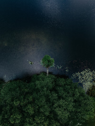 Aerial View Of A Lone Tree By A Dark Lake.