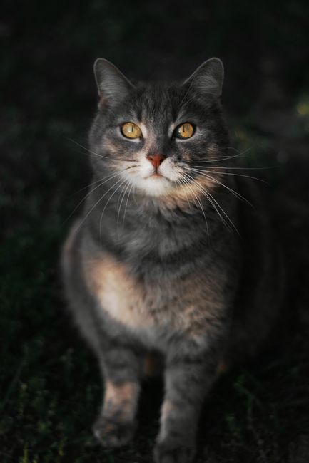 A Detailed Close-up Portrait Of A Grey Cat With Yellow Eyes, Set Against A Dark Background.