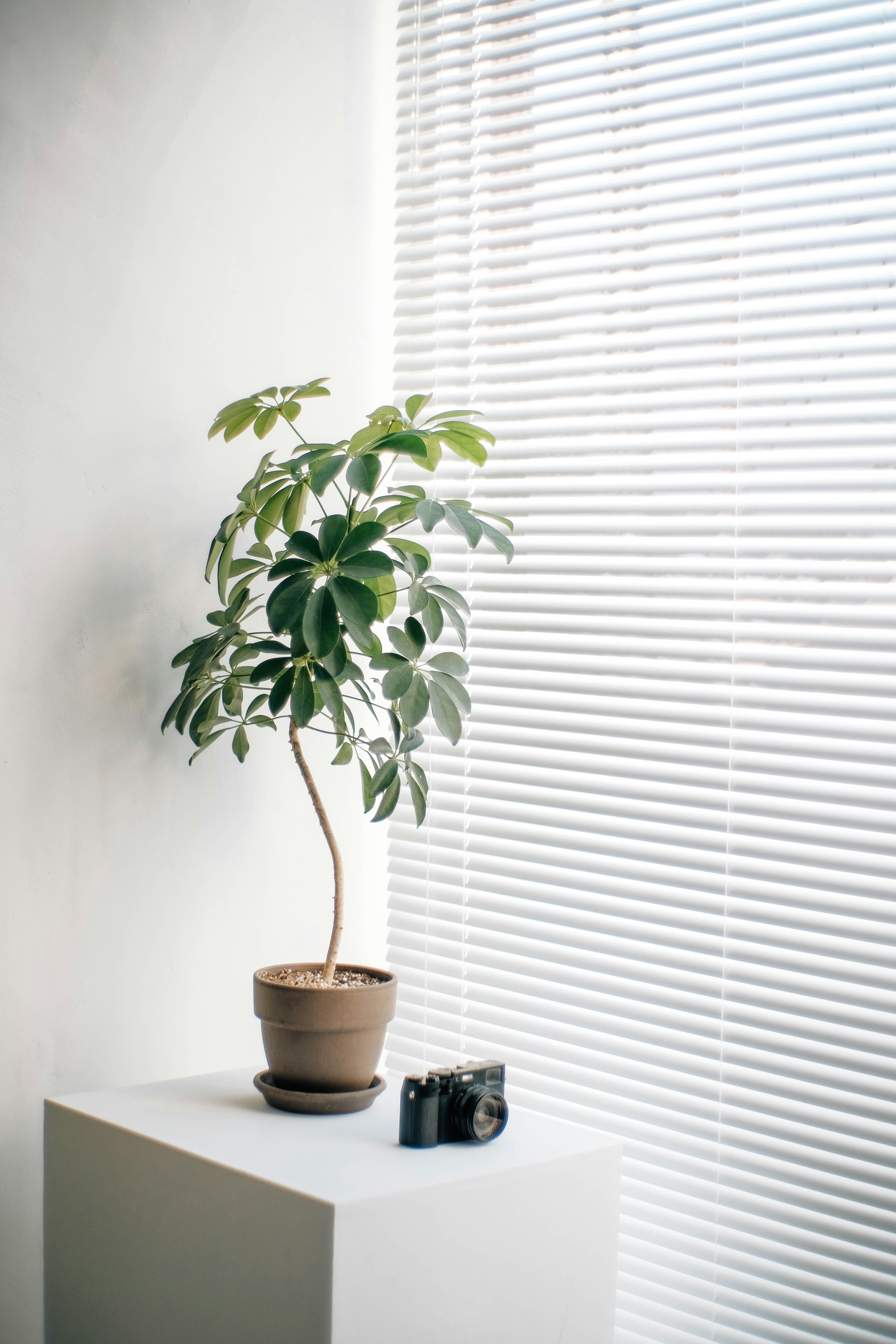 Potted Plant And Vintage Camera By Window Blinds HD mobile wallpaper