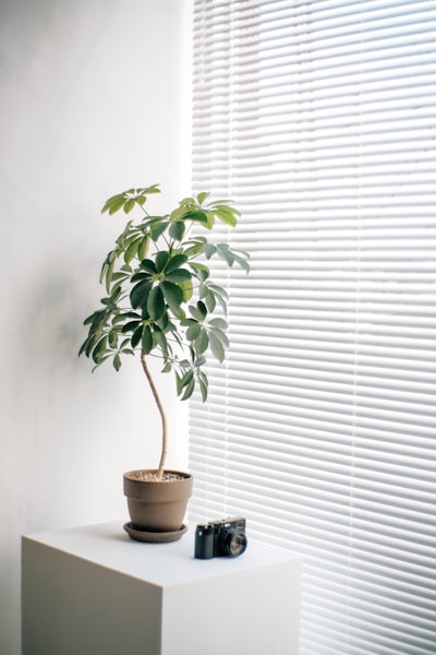 Potted Plant And Vintage Camera By Window Blinds wallpaper preview