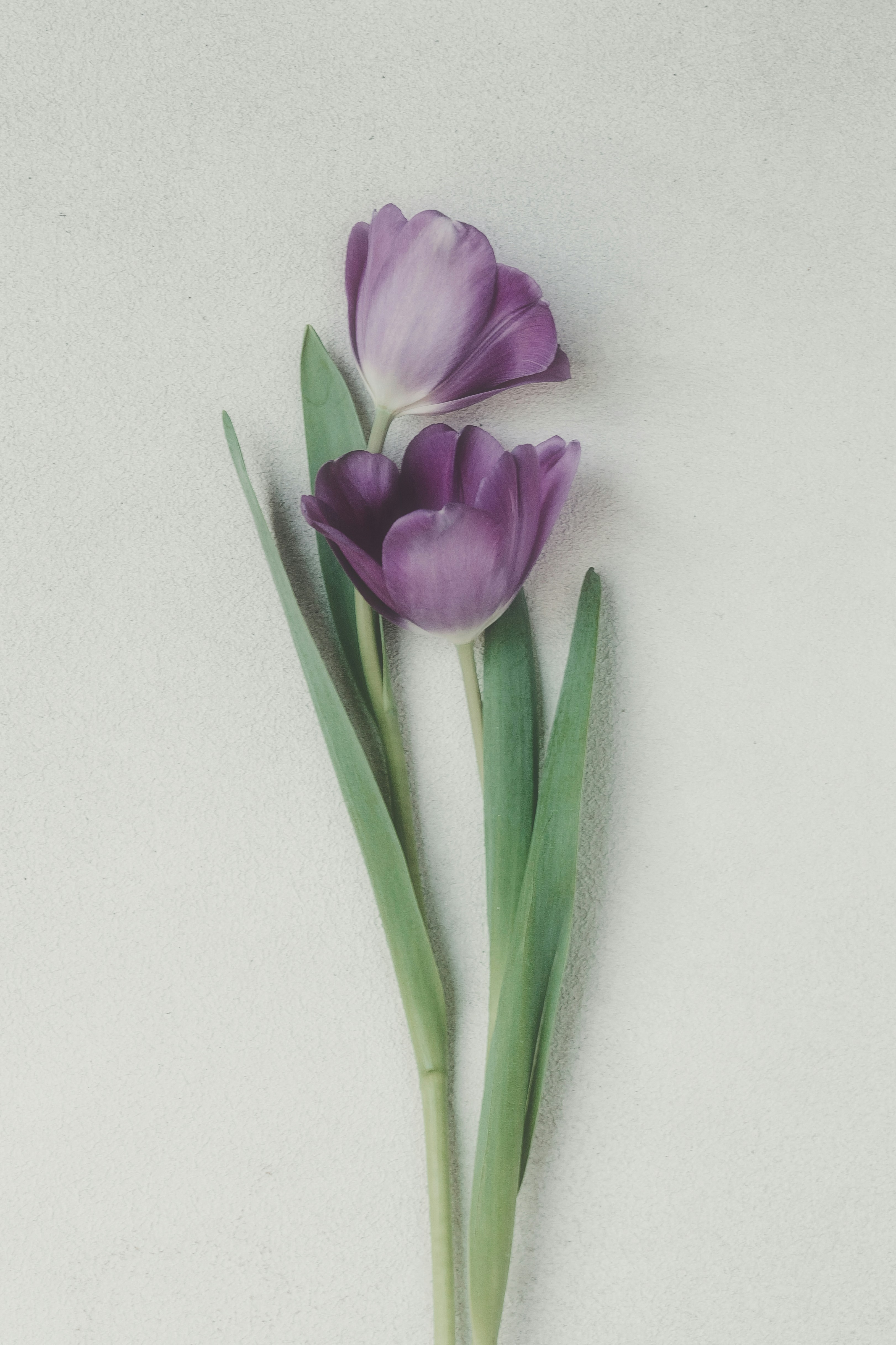 A Pair Of Purple Tulips With Green Leaves Arranged Against A Pale Textured Wall HD mobile wallpaper