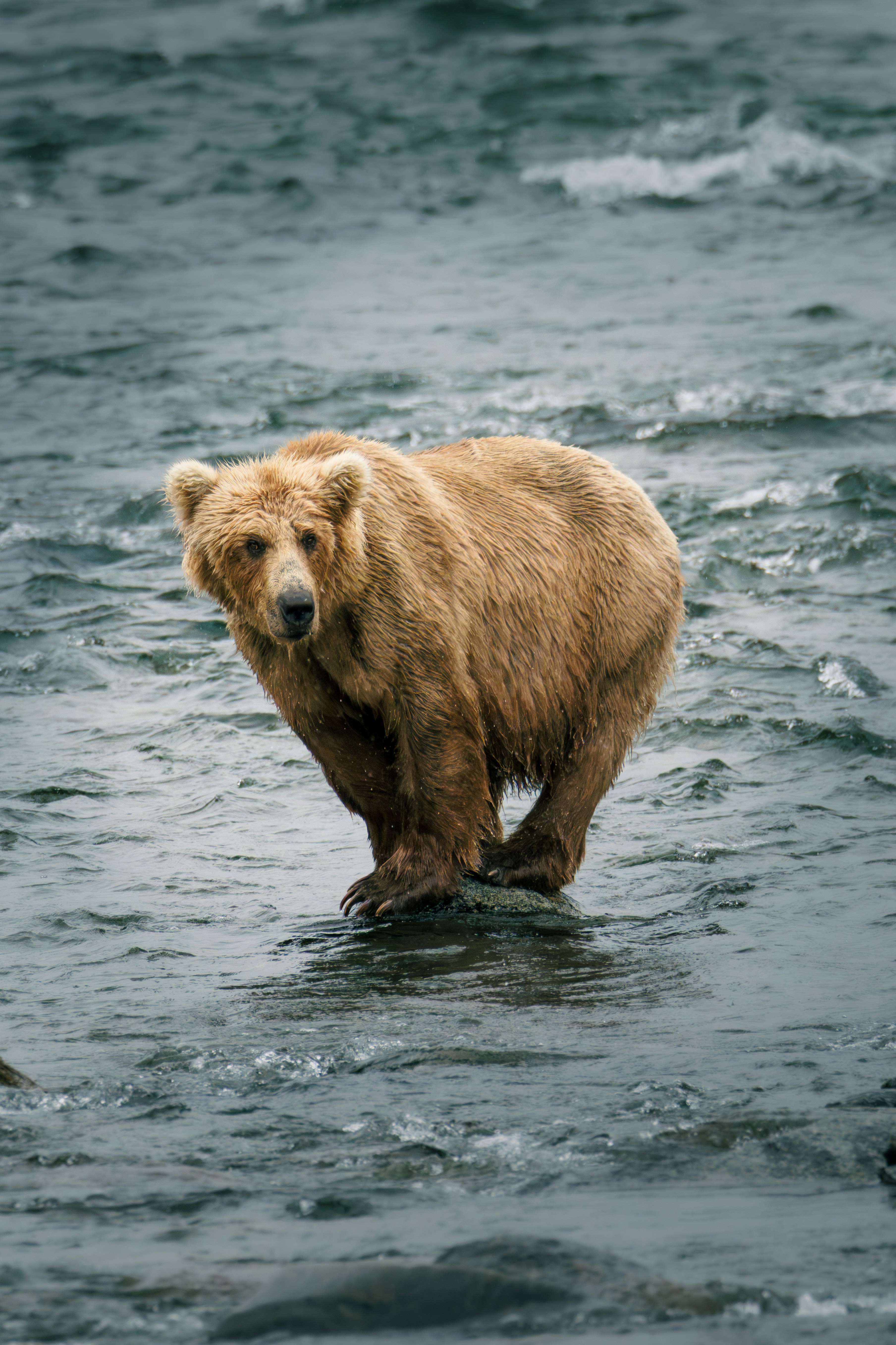 A Grizzly Bear Stands In A Rushing River. HD mobile wallpaper