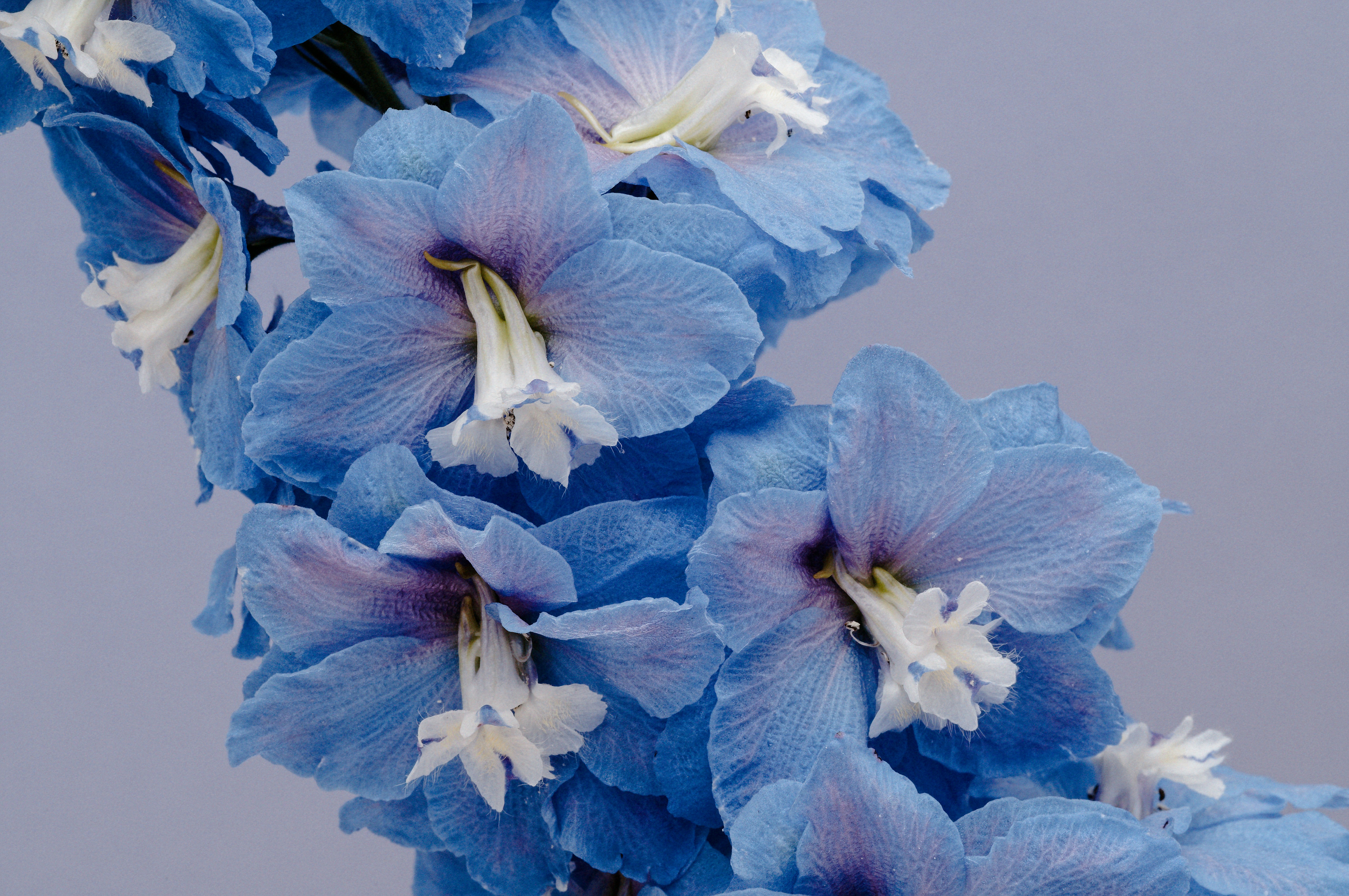 Close-up Of Vibrant Blue Delphinium Flowers With White Centers. HD mobile wallpaper