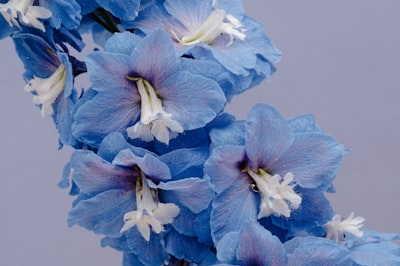 蓝色百合的近景：鲜艳的蓝色花朵衬托着白色的中心