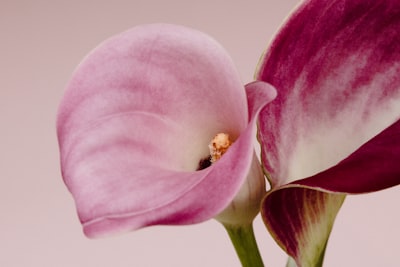Two Pink And Purple Calla Lilies Against A Light Background wallpaper preview