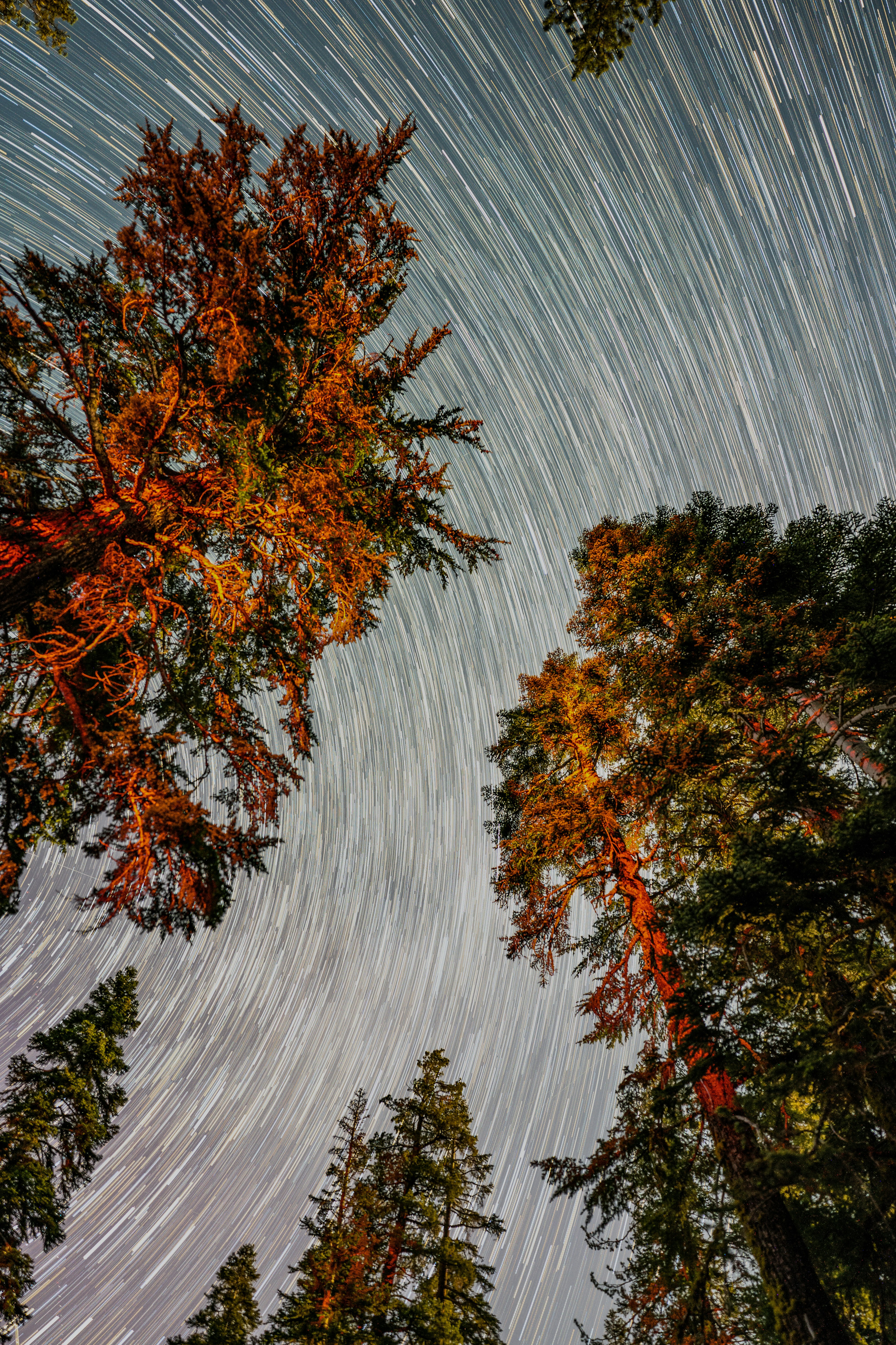 Star Trails Arc Over Tall Trees In A Night Forest. HD mobile wallpaper