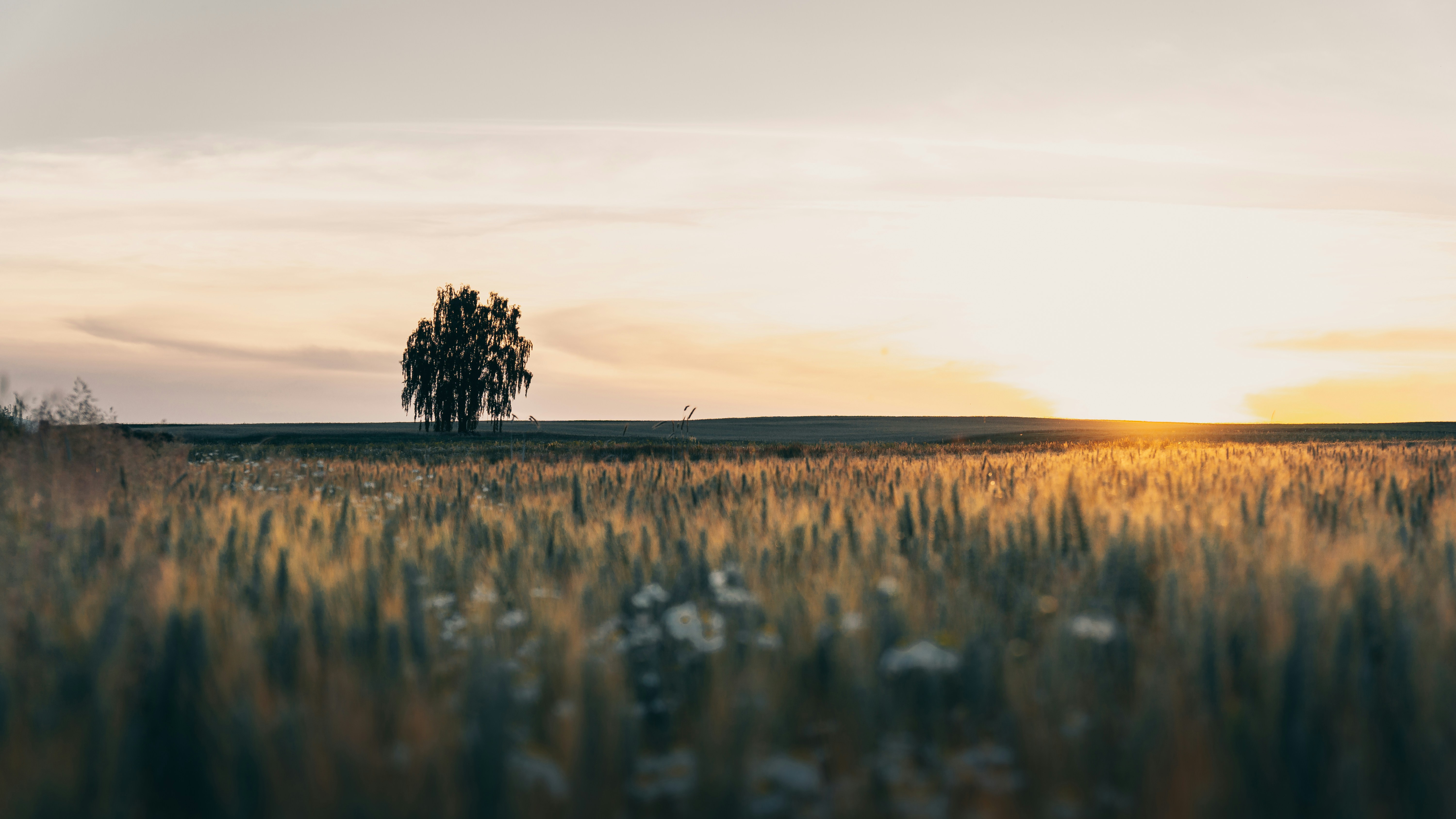 Golden Wheat Field And Lone Tree At Sunset HD mobile wallpaper