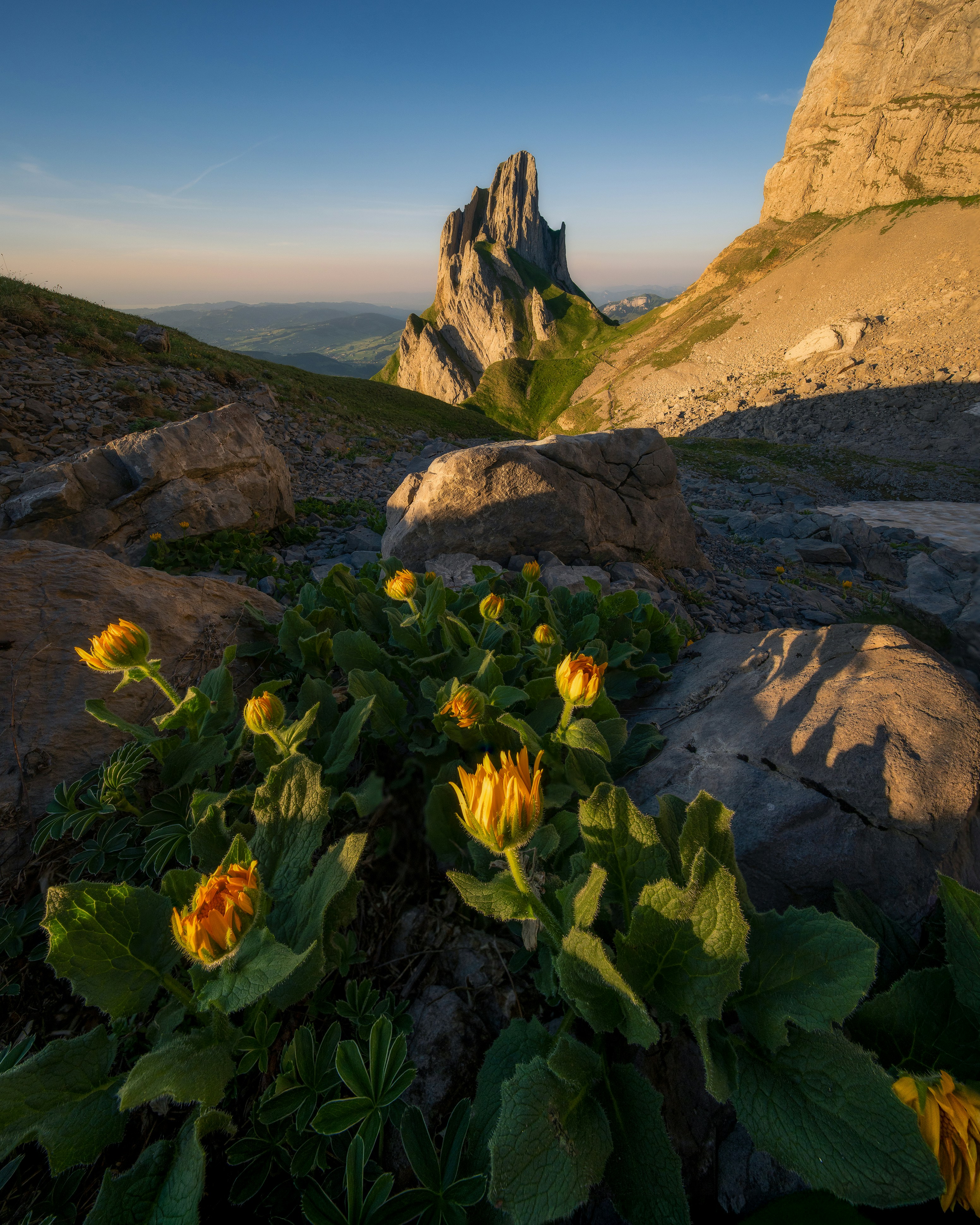 Golden Morning Light Illuminates The Rugged Limestone Peaks Of The Mountains, With An Iconic Peak Rising Dramatically In The Distance. In The Foreground, Vibrant Alpine Flowers Catch The Last Rays Of Sunlight, Adding Warmth And Depth To The Rocky Mountain Landscape. The Combination Of Colorful Wildflowers, Towering Cliffs, And The Tranquil Atmosphere Of Sunrise Creates A Striking Contrast Between Delicate Nature And The Raw Power Of The Mountains. HD mobile wallpaper