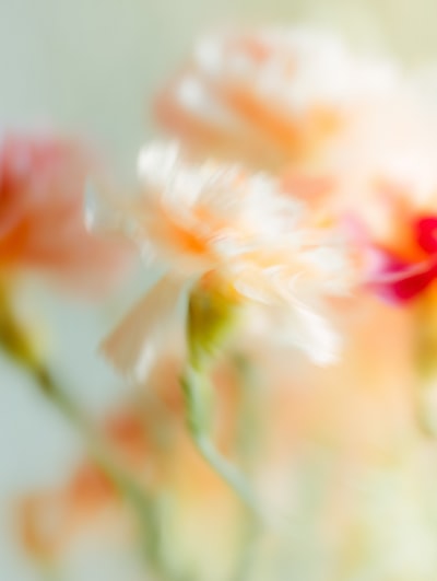 花朵的无限空间