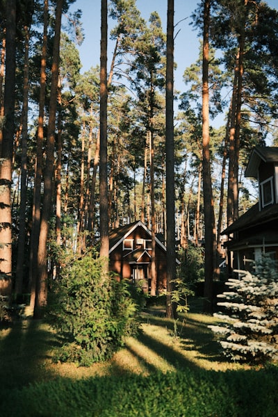 Wooden House Surrounded By Tall Pine Trees In Sunlight