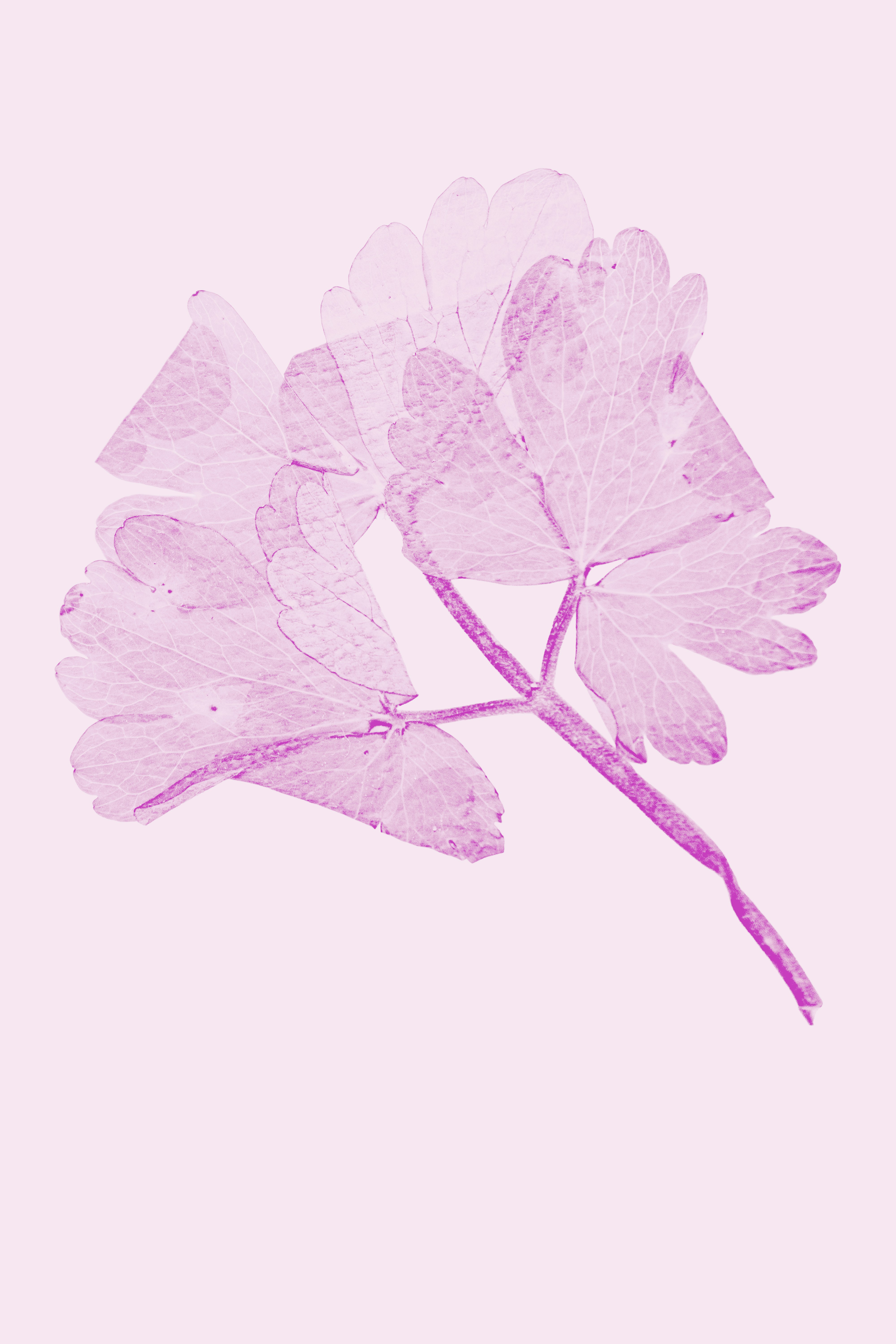 Pressed Flower HD mobile wallpaper
