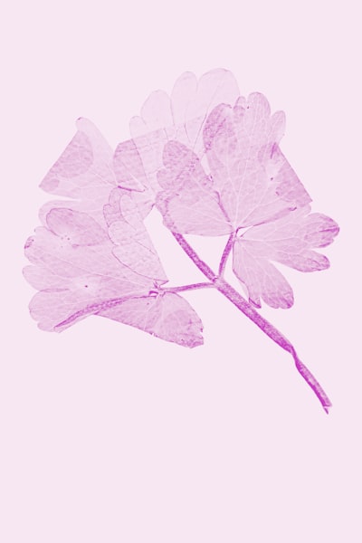 压花静美壁纸预览