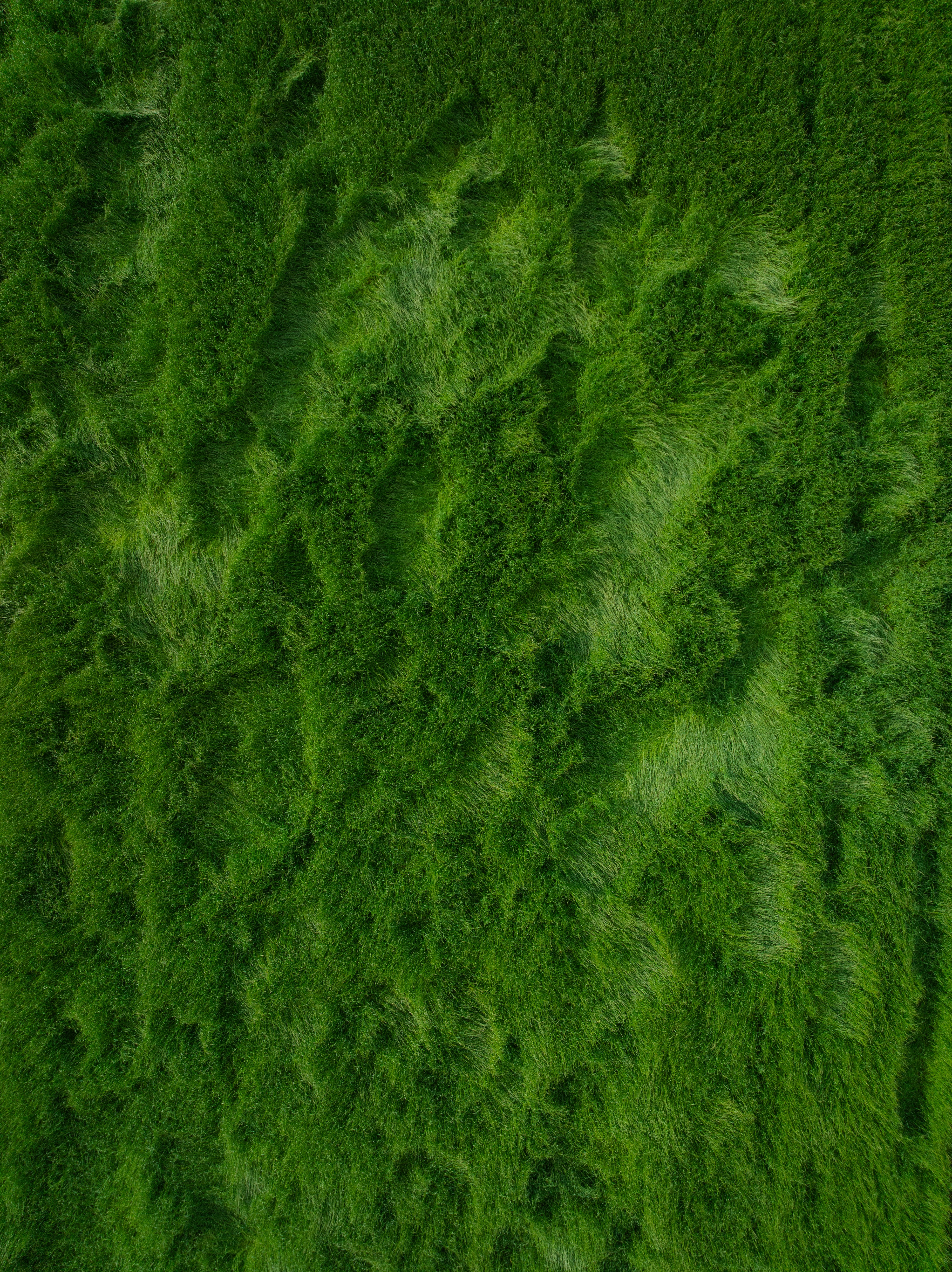 Abstract Background Of Dark Green Textured Moss. HD mobile wallpaper
