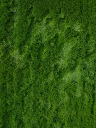 Abstract Background Of Dark Green Textured Moss. wallpaper preview