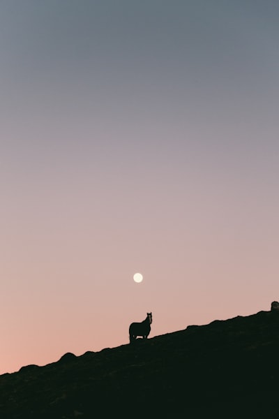 一个月夜下的黑影中的马静静地站在山顶壁纸预览