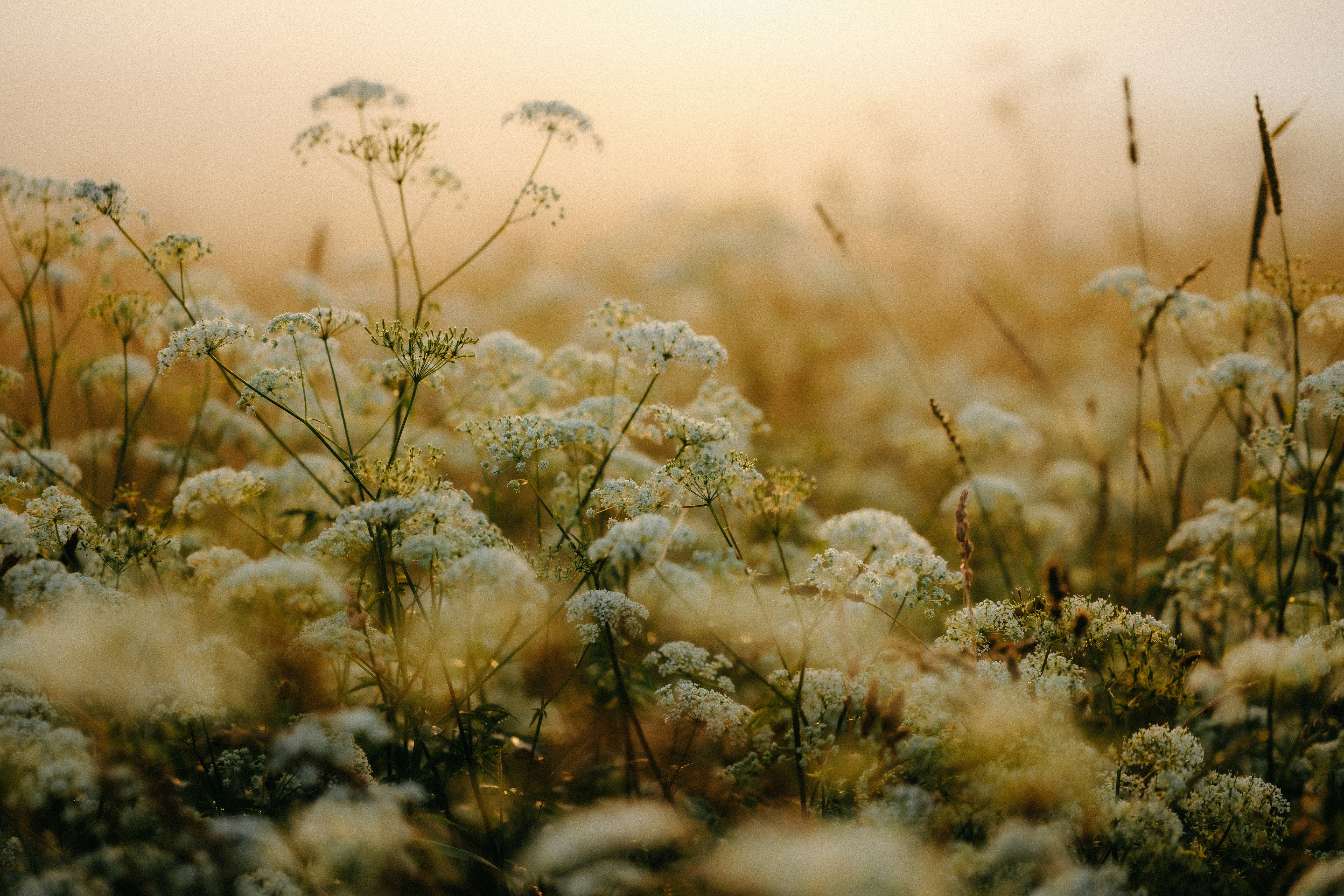 Delicate White Plants In A Golden, Misty Meadow. HD mobile wallpaper
