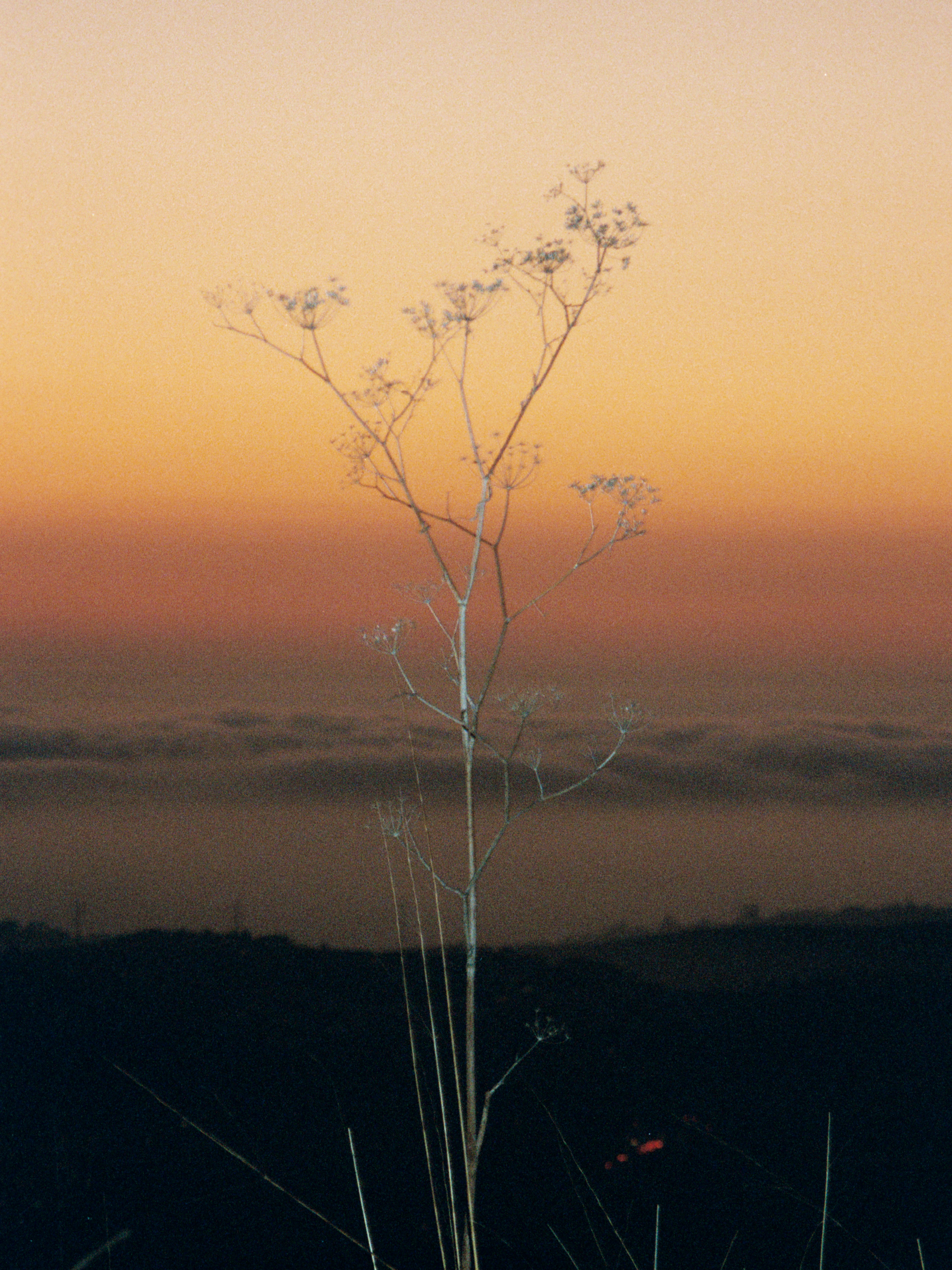 A Dried Plant Stands Against A Foggy, Colorful Sunset Sky. HD mobile wallpaper