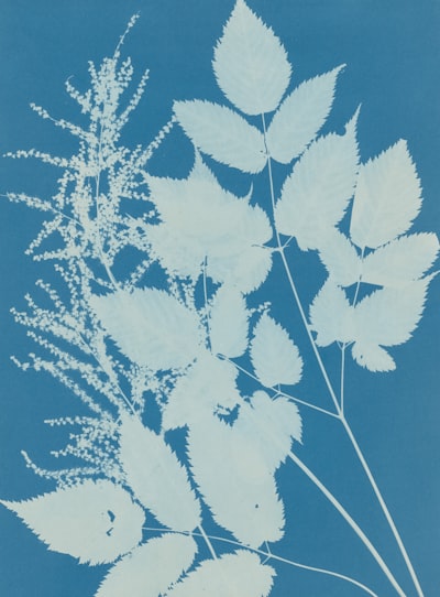 Title: Spiraea Aruncus (Tyrol),Artist: Anna Atkins (British, 1799–1871),Date: 1851–54,Medium: Cyanotype,Dimensions: Image: 35.1 X 24.6 Cm (13 13/16 X 9 11/16 In.),Classification: Photographs,Credit Line: Purchase, Alfred Stieglitz Society Gifts, 2004,Object Number: 2004.172,Curatorial Department: Photographs. Http://www.metmuseum.org/art/collection/search/285421