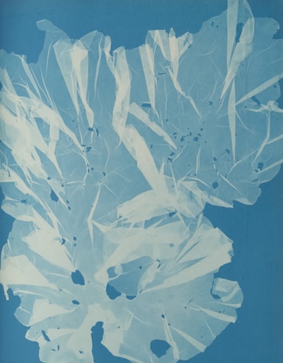 Title: Ulva Latissima,Artist: Anna Atkins (British, 1799–1871),Date: Ca. 1853,Medium: Cyanotype,Dimensions: Image: 25.3 X 20 Cm (9 15/16 X 7 7/8 In.),Classification: Photographs,Credit Line: Gilman Collection, Purchase, The Horace W. Goldsmith Foundation Gift, Through Joyce And Robert Menschel, 2005,Object Number: 2005.100.557 (141),Curatorial Department: Photographs. Http://www.metmuseum.org/art/collection/search/291637