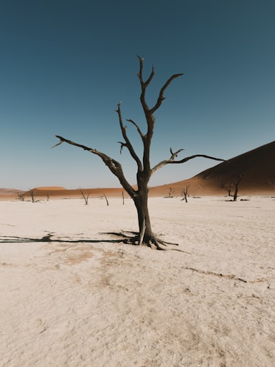A Solitary Dead Tree In A Vast Desert Landscape. wallpaper preview