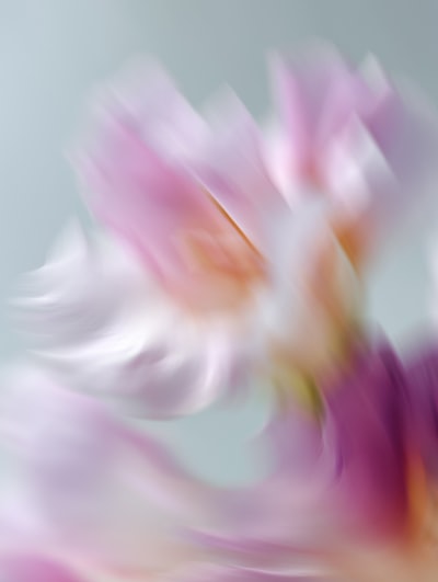 花瓣与光的对话