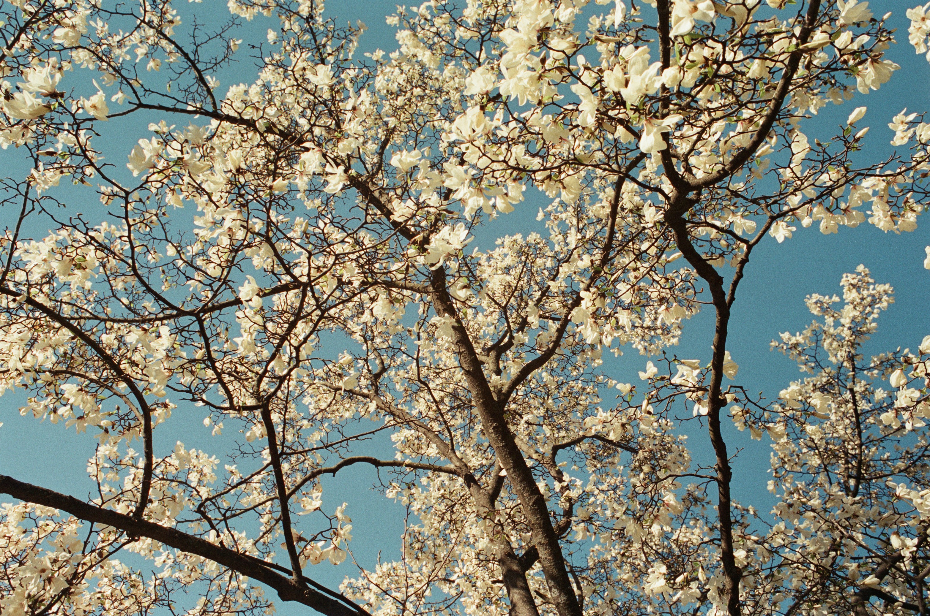 White Blossoms On Tree Branches Against A Clear Blue Sky. HD mobile wallpaper