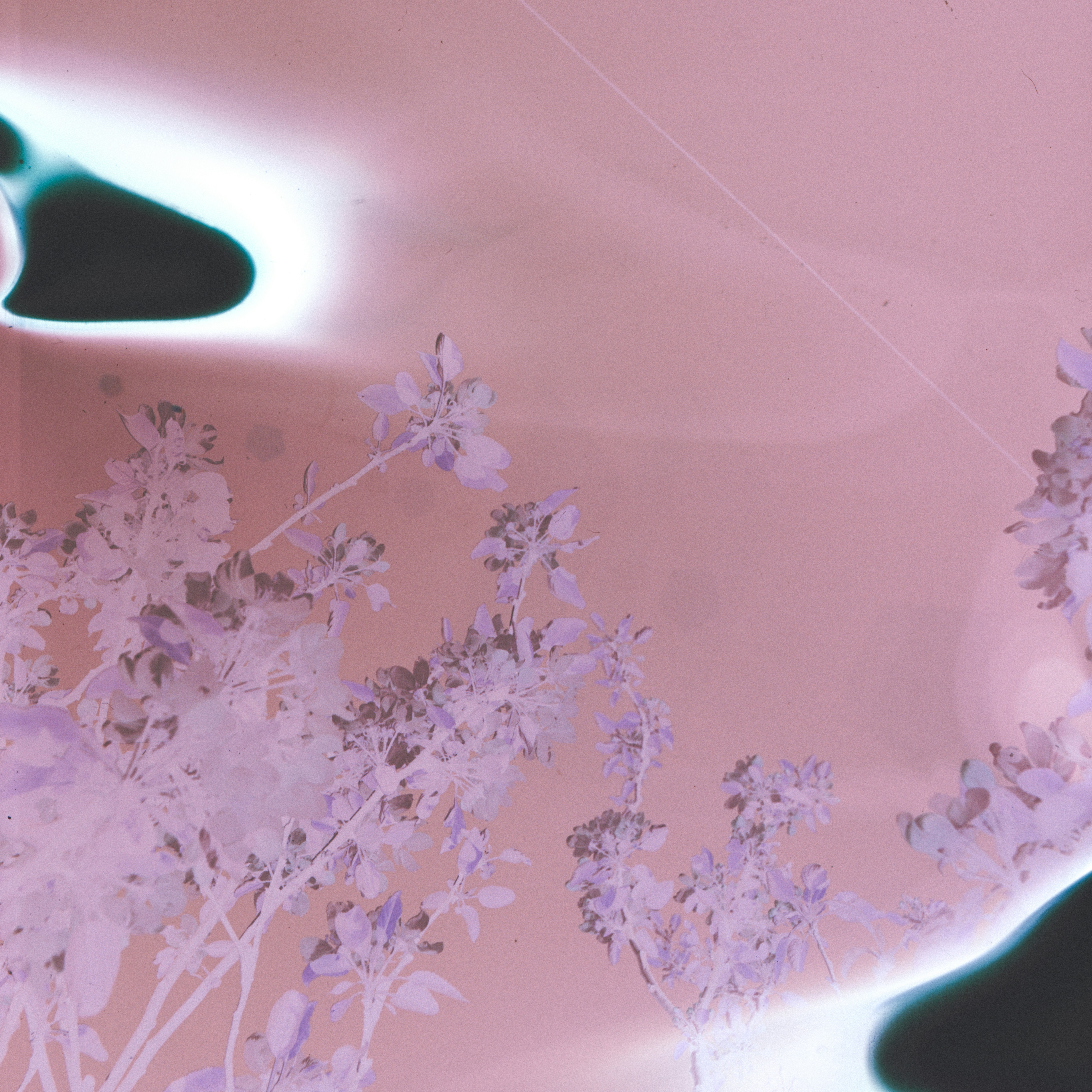 Experimenting With 120 Portra Film Double Exposure Negative. I Took The Scan Of The Negative And Imported It Into Lightroom To Tweak The Tones A Little. HD mobile wallpaper